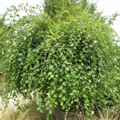 Береза САММЕР КАСКАД черная в Кобрине