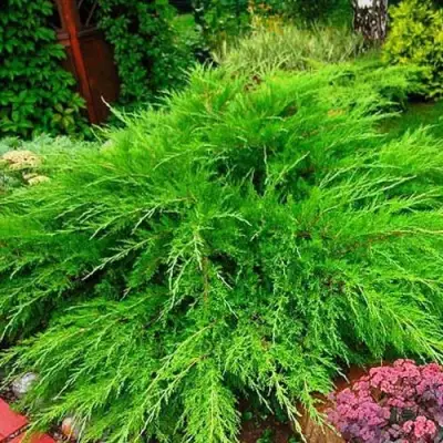 Можжевельник МИНТ ДЖУЛЕП средний в Кобрине