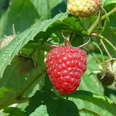 Малина КВЕЛЛИ в Кобрине