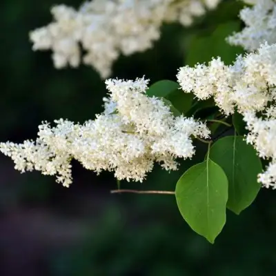Сирень АМУРСКАЯ в Кобрине