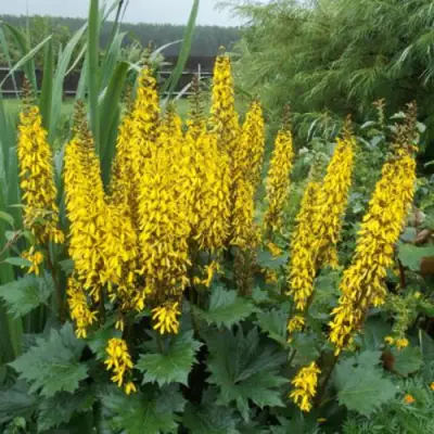 Бузульник ПРЖЕВАЛЬСКОГО в Кобрине