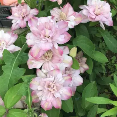 Клематис ИННОСЕНТ БЛАШ в Кобрине