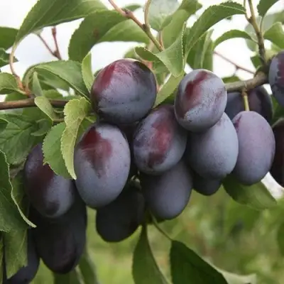 Слива РЕНКЛОД в Кобрине