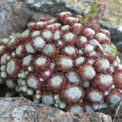 Молодило ГНАФАЛИУМ в Кобрине