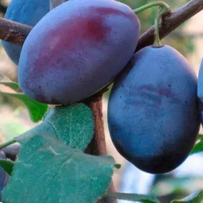 Слива СМОЛИНКА в Кобрине