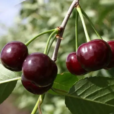 Вишня ЖАДАНА в Кобрине