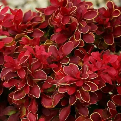 Барбарис РЕД ХОТ ЧИЛИ тунберга в Кобрине