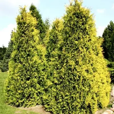 Туя САЛЛАНД западная в Кобрине
