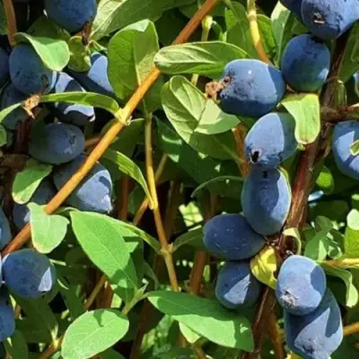 Жимолость съедобная КЛУБНИЧНАЯ СЕНСАЦИЯ в Кобрине