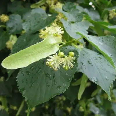 Липа мелколистная в Кобрине