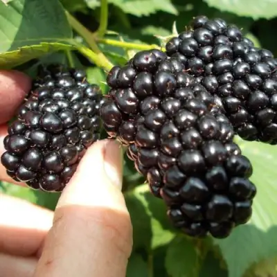 Ежевика НАТЧЕЗ бесшипная  в Кобрине