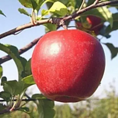 Яблоня ЛИГОЛ в Кобрине