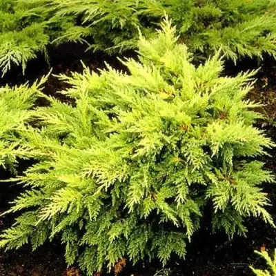 Можжевельник МОРДИГАН ГОЛД средний в Кобрине