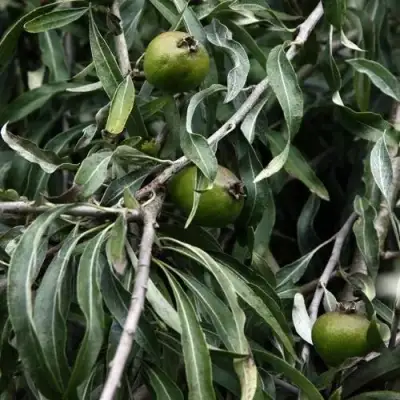 Груша ИВОЛИСТНАЯ в Кобрине