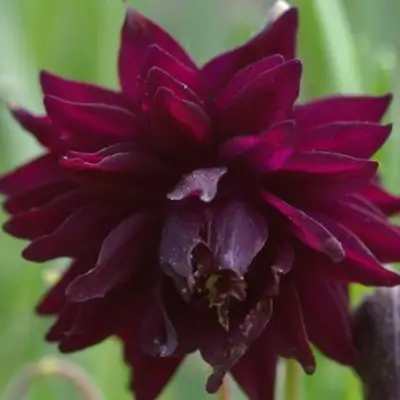 Аквилегия БАРЛОУ БОРДО обыкновенная в Кобрине