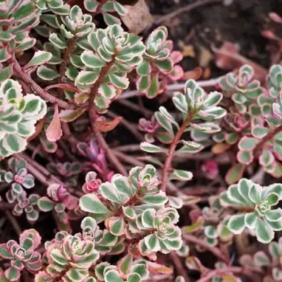 Очиток (седум) ТРИКОЛОР ложный в Кобрине