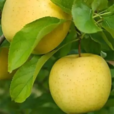 Яблоня АНАНАС в Кобрине