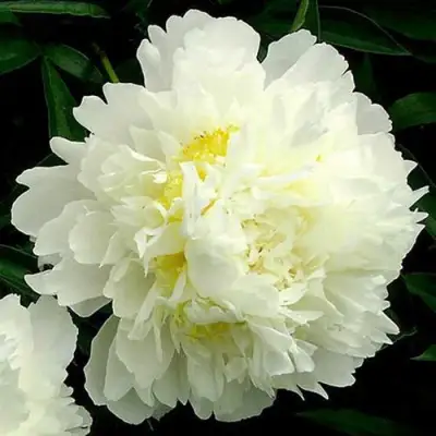 Пион ЗОЛОТОЙ ОРЕОЛ травянистый в Кобрине