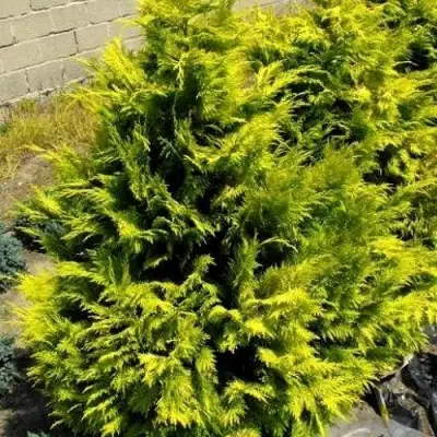 Кипарисовик ГОЛДЕН ВОНДЕР лавсона в Кобрине