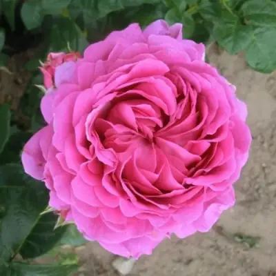 Роза АНУШКА чайно-гибридная в Кобрине