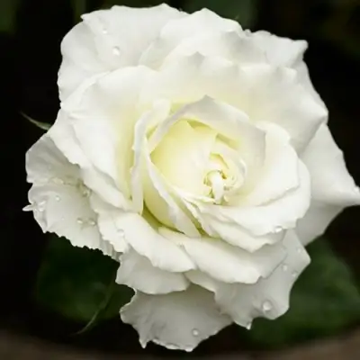 Роза МОНДИАЛЬ чайно-гибридная в Кобрине