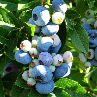 Голубика ВЕЙМУТ в Кобрине