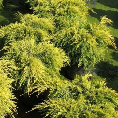 Можжевельник КИНГ ОФ СПРИНГ средний в Кобрине