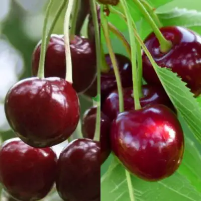 Комплект ВИШНЕВЫЙ ТАНДЕМ в Кобрине