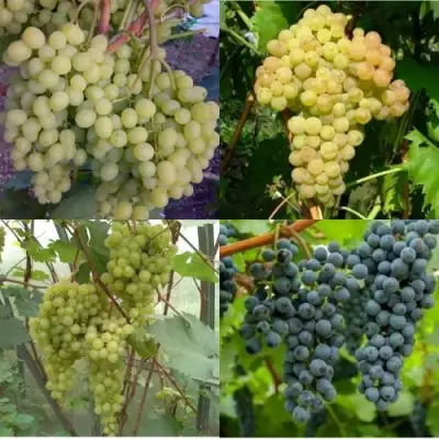 Комплект ВИНОГРАДНАЯ РАДУГА в Кобрине