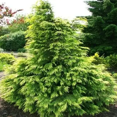 Кипарисовик САНКИСТ лавсона в Кобрине