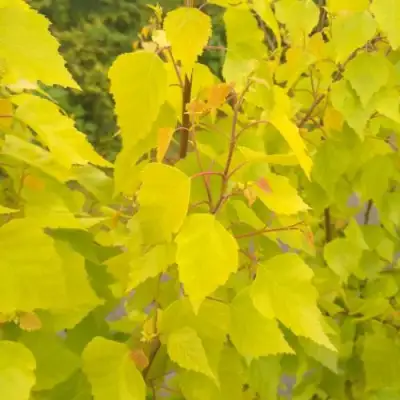 Берёза ГОЛДЕН ОБЕЛИСК повислая  в Кобрине