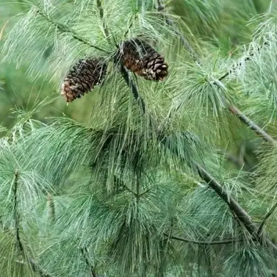 Сосна АРМАНДИ в Кобрине