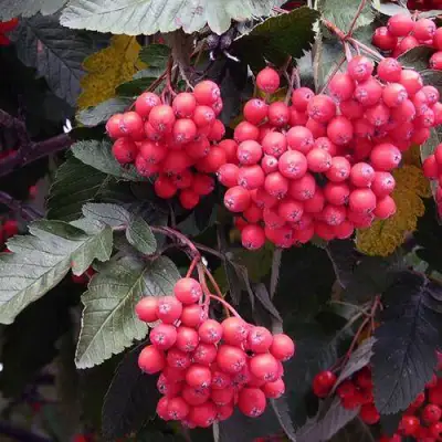 Рябина БОЯРЫШНИКОПЛОДНАЯ сладкоплодная в Кобрине