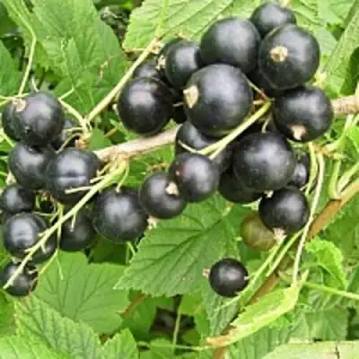 Смородина чёрная ЧЁРНЫЙ АИСТ в Кобрине