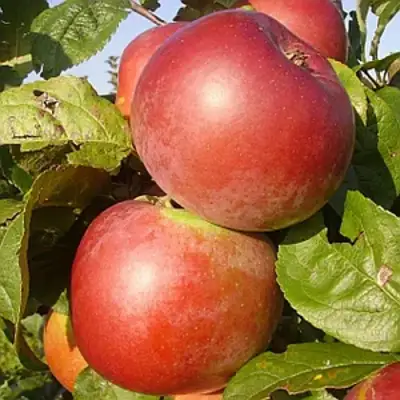 Яблоня АКСАМИТ в Кобрине