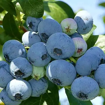 Голубика НУИ в Кобрине