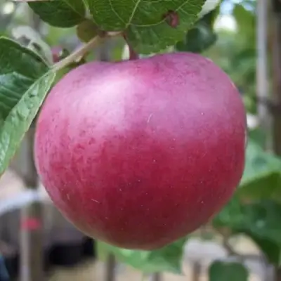 Яблоня НОРИС в Кобрине