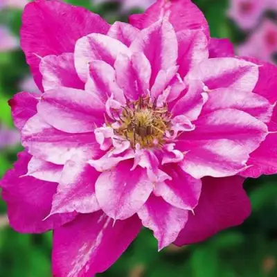 Клематис МАЙ ДАРЛИНГ  в Кобрине