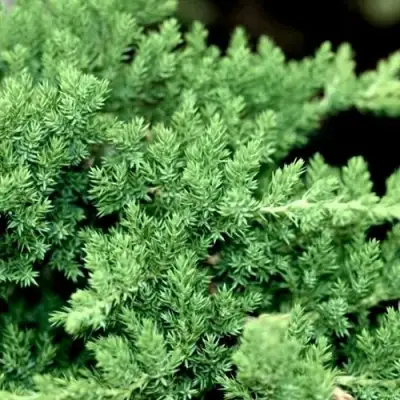 Можжевельник НАНА лежачий в Кобрине