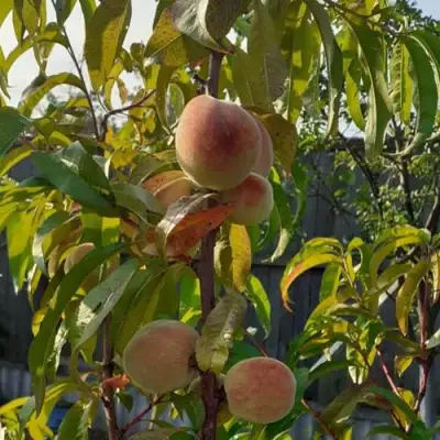 Персик ЕЛГАВСКИЙ в Кобрине