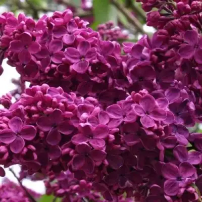 Сирень ЧАРЛЬЗ ДЖОЛИ в Кобрине