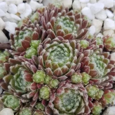 Молодило МОРКЕРС МЕРИТ в Кобрине