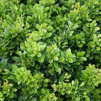 Барбарис КОБОЛЬД тунберга в Кобрине