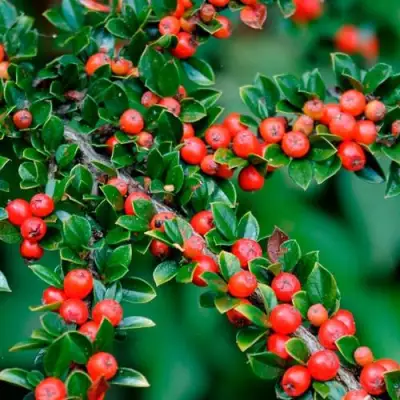 Кизильник горизонтальный в Кобрине