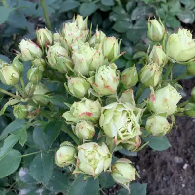 Роза ЛУВИАНА спрей в Кобрине