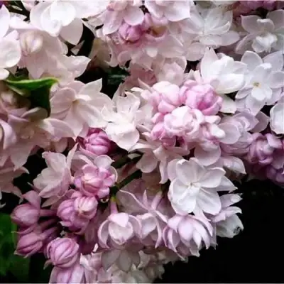 Сирень КРАСАВИЦА МОСКВЫ в Кобрине