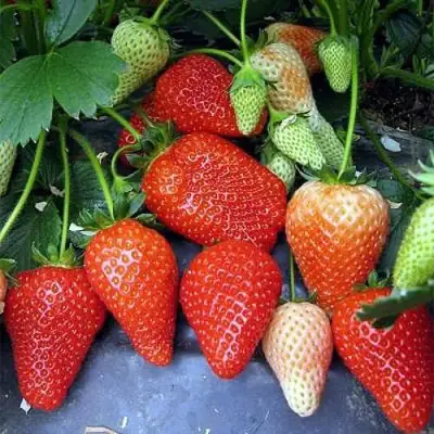 Клубника РОКСАНА в Кобрине