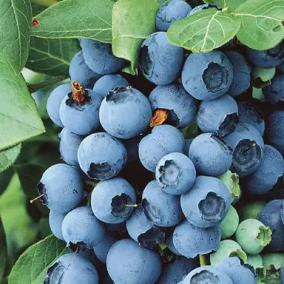 Голубика КОВИЛЛ в Кобрине