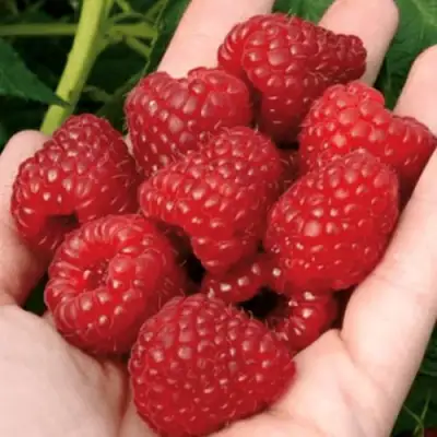 Малина РУБИФОЛ в Кобрине