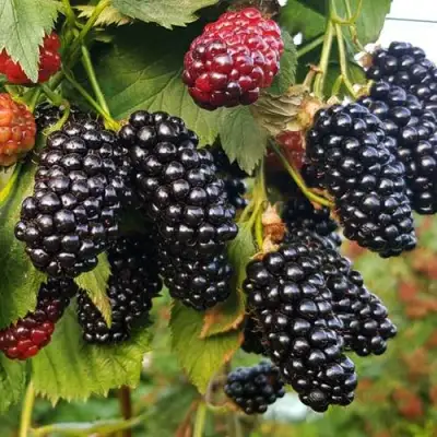 Ежевика НАТЧЕЗ бесшипная  в Кобрине